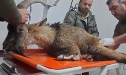 Adıyaman'da yaralı halde bulunan dağ keçisi koruma altına alındı