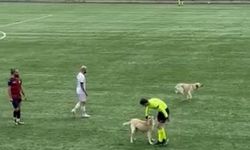 Ardahan'da sahaya köpekler girince hakem maçı durdurdu