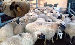Kırklareli'ye kaçak hayvan getiren 2 kişiye 68 bin lira ceza