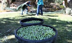 Bornova’da zeytincilik eğitimleri devam ediyor