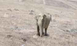 Ardahan'da fil alarmı: Çobanın fotoğrafı ortalığı ayağa kaldırdı