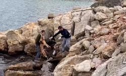 Bodrum'da denize düşen köpeği kurtarma operasyonu!