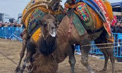 Alaşehir'de deve güreşleri ilgi gördü