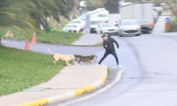 Bağcılar'da başıboş köpekler yoldan geçenlere saldırdı