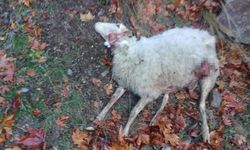 Manisa Sarıgöl'de kurt sürüye daldı! 4 koyun öldü