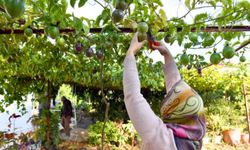 Passiflora üreticilerinin hasat sevinci