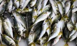 İstanbul'da Balık Fiyatları Soğuk Havayla Düşüyor: Hamsi ve Levrekte Ucuzluk Bekleniyor! İşte İstanbul'da balık fiyatlar