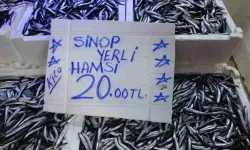 Sinop'ta hamsi 20 liraya düştü!