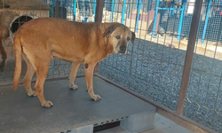 Bodrum Belediyesi denize düşen köpeği kaderine terk etmedi