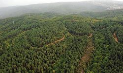 Erdoğan imzaladı: Orman sınırları değişiyor