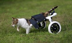 Su borusu ve pazar arabası tekerleğiyle felçli kedi özgürlüğüne kavuştu