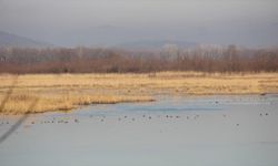 Efteni Gölü Kuş Cenneti'nde 22 türden 2 bin 111 kuş listelendi
