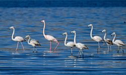 Ötücü kuğular ile flamingolar kışı Van Gölü havzasında geçiriyor