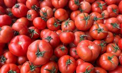 Türkiye'nin domates ihracatı 2023'te 538,7 milyon dolara yükseldi