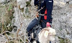 3 gün kayalıklarda mahsur kalan keçiyi AFAD kurtardı