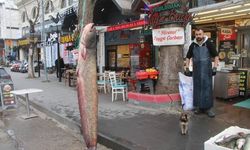 Balıkçının ağına, 75 kiloluk yayın balığı takıldı