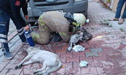 Esenyurt'ta itfaiye ekipleri 9 hayvanı yangından kurtardı