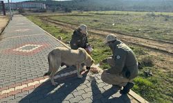 Keşan’da polis, sokak hayvanlarını besledi