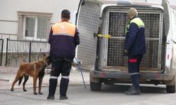 Köpek saldırısı bu kez Sivas'tan; İkisi çocuk 4 yaralı