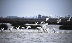 Kuğular kışı Kızılırmak Deltası’nda geçirecek
