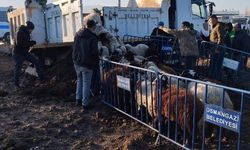 Tarım arazilerine zarar veren koyunlar toplandı