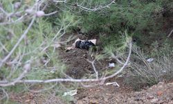 İzmir Karabağlar'da Ormanlık Alanda Şok Edici Manzara: Çöp Poşetlerinde Cansız Köpek Cesetleri Bulundu