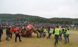 Ege'nin en büyük deve güreşi festivali başlıyor