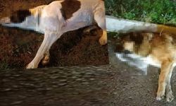 İzmir'de vahşet! 13 köpeği zehirlediler