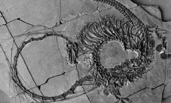 Triyas döneminde yaşamış 'ejderha' fosili Çin’de bulundu