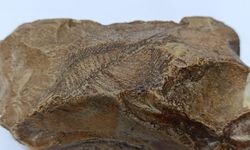 Adıyaman'da balık fosili bulundu