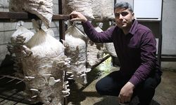 Üniversite mezunu girişimci devlet desteğiyle mantar üretimini artırdı