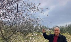 Gaziantep'te badem ağaçları çiçek açtı