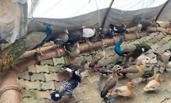 Sera görünümü verilmiş çiftlikte beslenmesi yasak 32 kuşa el konuldu