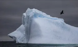 Antarktika’da kuş gribi şoku