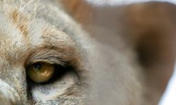 Hayvanat bahçesindeki bakıcı, aslanın saldırısı sonucu öldü