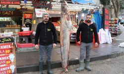 2 metre boyunda, 70 kilo ağırlığında balık tutuldu