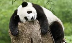 Çin, ABD ile arayı yumuşatma için 'panda' yollayacak