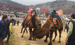 Spor kulübü yararına deve güreşi düzenlendi