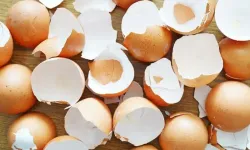 Yumurta kabuğunun faydaları, dinimizde yumurta kabuğu, zararları nedir? Yumurta kabuğu yemek zararlı mı?