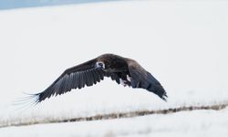 Karlar erimeye başlayınca Kars'ta doğa kuşlarla canlandı