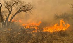 Meksika'da 15 eyalette 58 orman yangını çıktı