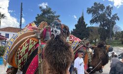 Bodrum’da develer meydana indi, turistler ilgi gösterdi