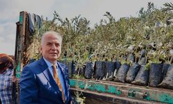 Denizli Büyükşehir Belediyesi 240 bin zeytin fidanını toprakla buluşturacak