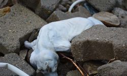 Sahilde çok sayıda ölü köpek bulundu