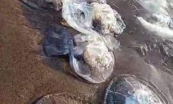Samandağ sahiline denizanası vurdu