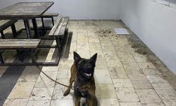 Şanlıurfa’da köpek hırsızlığına 2 tutuklama