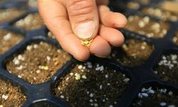 Dokuz yılda 19 milyon yerel tohum dağıtıldı