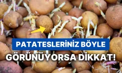 Filizlenmiş patates: Yenilir mi, atılır mı? Sağlıklı patates saklama rehberi