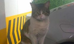 İstanbul'da İşkenceyle Öldürülen Kedi Eros'un Davası Yarın! Hayvanseverler Adalet Bekliyor