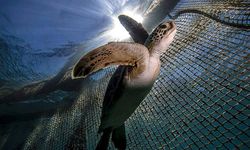 Deniz Kaplumbağası Yiyen 9 Kişi Hayatını Kaybetti, 78 Kişi Hastanede!
